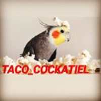 پیج اینستاگرام taco cockatiel