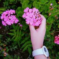پیج اینستاگرام فروش آنلاین انواع گل های زینتی