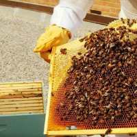 کانال تلگرام عسل طبیعی وحشی کوهی