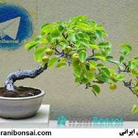 کانال فروش انواع گل و گیاه و بن سای - بونسای ایرانی