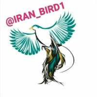 کانال تلگرام پرنده ایرانی(قناری)