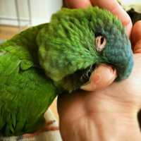 کانال تلگرام My beautiful parrot