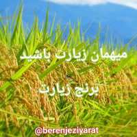 کانال تلگرام BerenjeZiyarat برنج زیارت