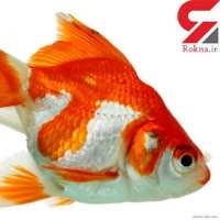 گروه تلگرام shiraz fish