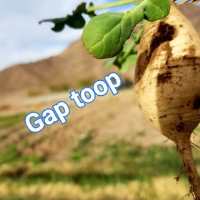 گروه تلگرام Gap toop